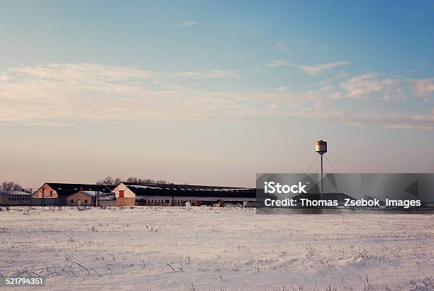 Winter Field Stock Photo - Download Image Now - Dairy Farm, Snow, Ranch