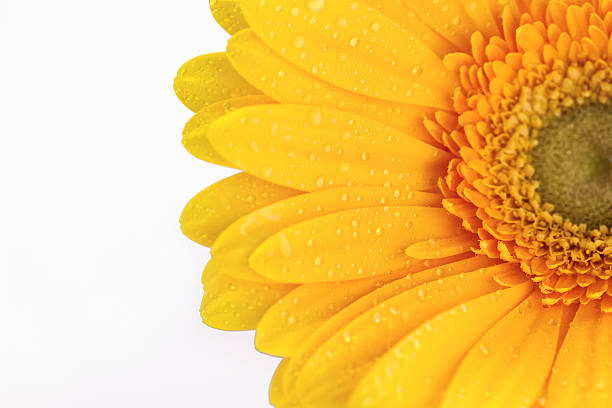 istock Close up of a yellow gerbera daisy 521794920