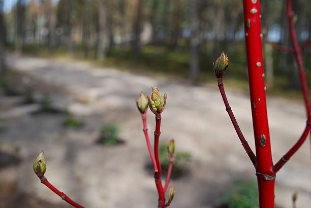 Siberian dogwood (Cornus alba 'Sibirica') buds. Siberian dogwood (Cornus alba 'Sibirica') buds. Springtime. Red saturated color of branches of decorative plant for landscape design. cornus alba sibirica stock pictures, royalty-free photos & images