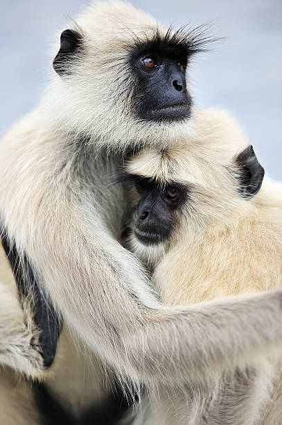 mom and baby stock photo