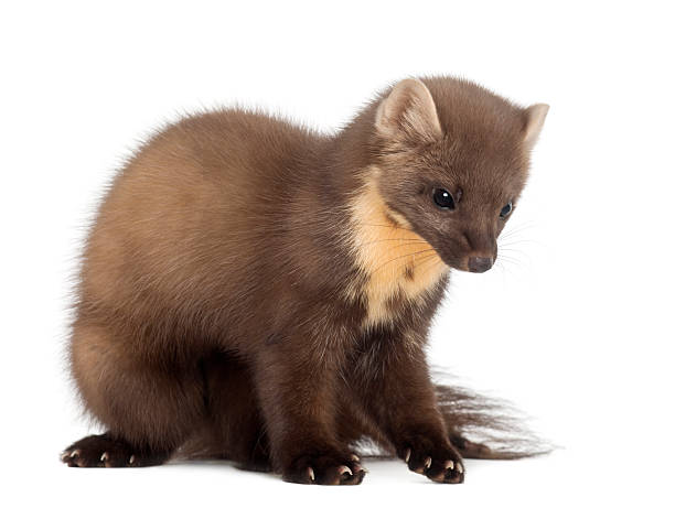 istock European Pine Marten or pine marten, Martes martes sitting 521795528