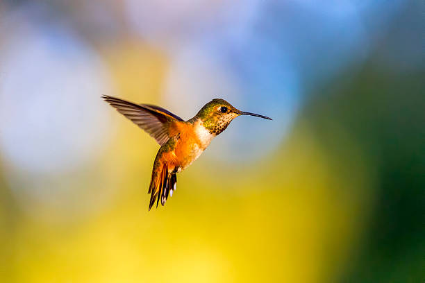 beija-flor no parque dourado gate, são francisco - bird hummingbird flying annas hummingbird imagens e fotografias de stock