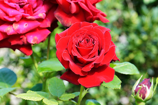 istock Red Rose on the Branch in the Garden 521796176