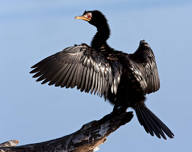 African Reed Cormorant - Botswana An African Reed Cormorant (Phalacrocorax africanus) drying its wings in the sun after diving in the Chobe River in Northern Botswana phalacrocorax africanus stock pictures, royalty-free photos & images