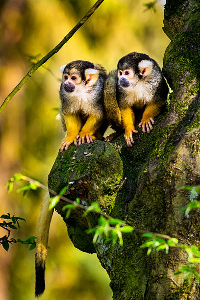 Two squirrel monkeys sitting on gnarly tree Close up of two squirrel monkeys sitting on a gnarly tree. The photo was taken in the late afternoon when the sunlight is emphasizes yellow fur of the monkeys. saimiri sciureus stock pictures, royalty-free photos & images