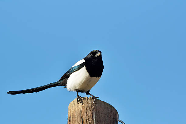 Eurasian Magpie (Pica pica) perched on a Fence Post