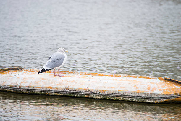 seagull standing in a public park, bird