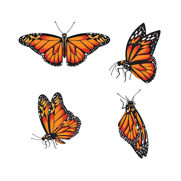 Vector illustration of butterfly Monarch Butterfly, Danaus plexippus