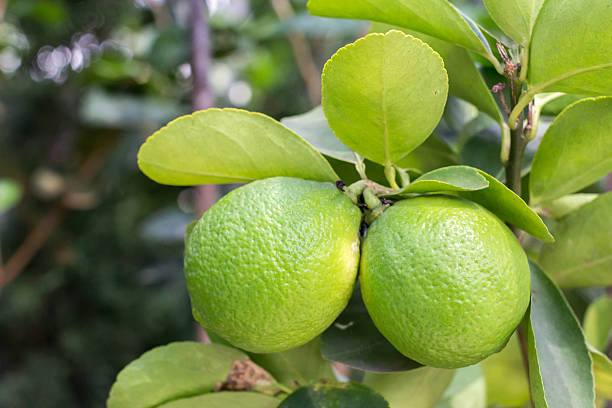 istock Lime tree and fresh green limes on the branch. 521797270