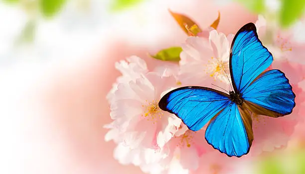 Photo of Beautiful cherry tree blossoms with exotic butterfly