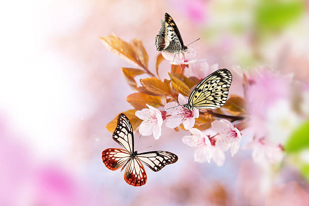 istock Beautiful cherry tree blossoms with exotic butterfly 521798658