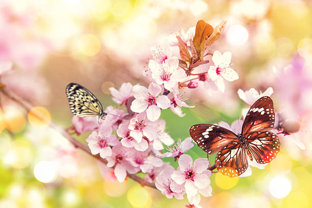 istock Beautiful cherry tree blossoms with exotic butterfly 521798894