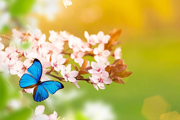 istock Beautiful cherry tree blossoms with exotic butterfly 521798958