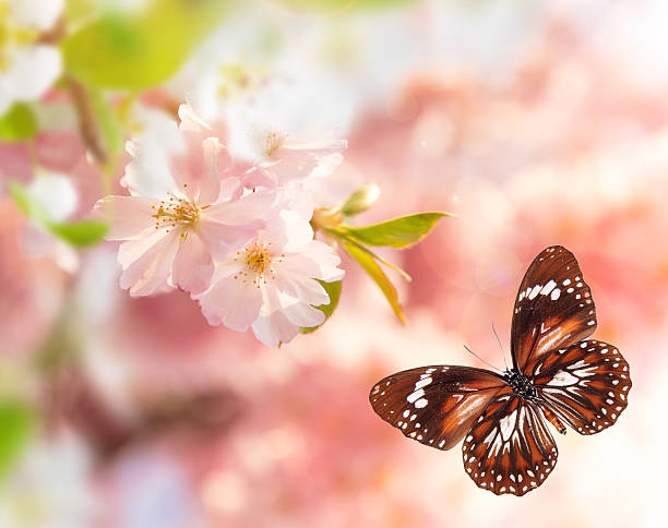 istock Beautiful cherry tree blossoms with exotic butterfly 521799022