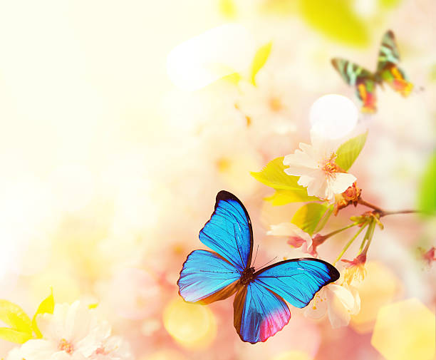 istock Beautiful cherry tree blossoms with exotic butterfly 521799112