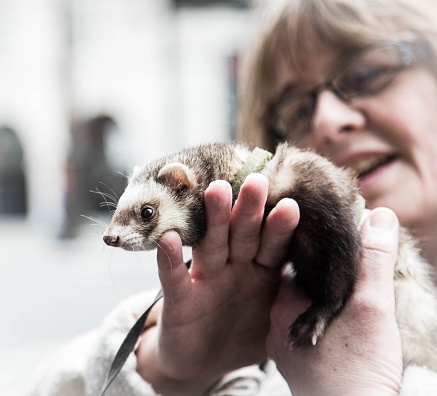 mature woman with ferret