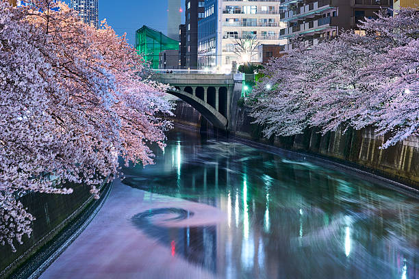 fleurs de cerisier de tokyo - rivière meguro photos et images de collection
