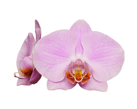 Orchid flowers isolated on a white background