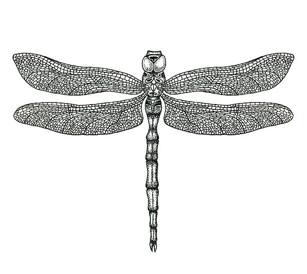 Hand-drawn dragonfly illustration Hand-drawn dragonfly isolated on white. Hand-drawn illustration dragonfly tattoo stock pictures, royalty-free photos & images