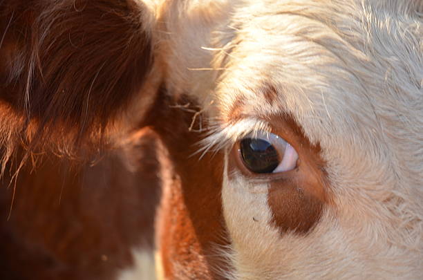 istock Close up of a cow's face 521800943