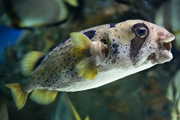 diodontidae longspined (diodon holocanthus). - porcupinefish imagens e fotografias de stock