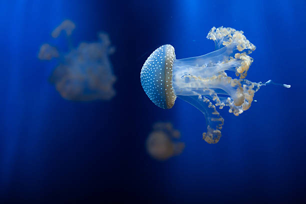 branco-manchado águas-vivas (phyllorhiza punctata). - white spotted jellyfish fotos - fotografias e filmes do acervo