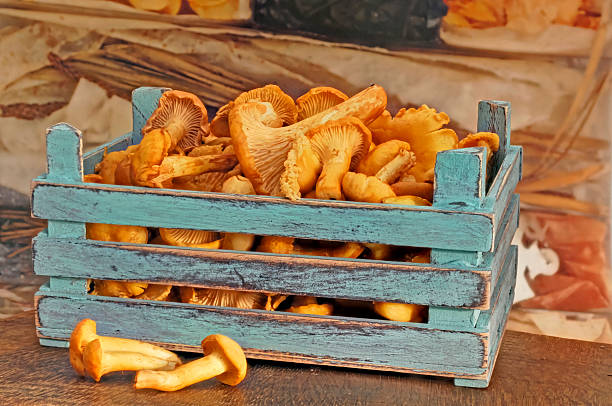 fresh cogumelos chanterelle em uma caixa de madeira - chanterelle crate golden chanterelle vegetable - fotografias e filmes do acervo