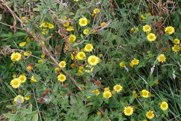 istock Yellow hawkweed bristly or prickly ox-tongue Picris echioides 521801189