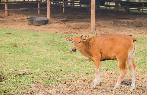 istock Young watusi , Watusi Cow. 521801270