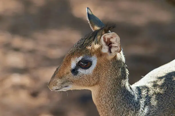 Photo of Royal antelope (Neotragus pygmaeus), close up.