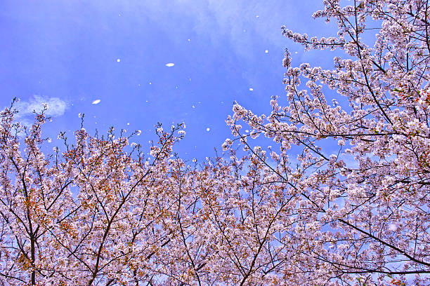 istock Shower of blossom 521801402