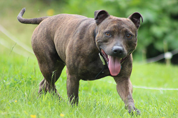 istock staffordshire bull terrier 521801463