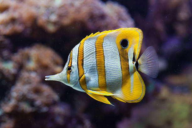 copperband butterflyfish (chelmon rostratus). - copperband butterflyfish stock-fotos und bilder