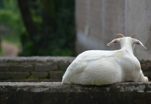 An Indian rural sitting goat on a wall
