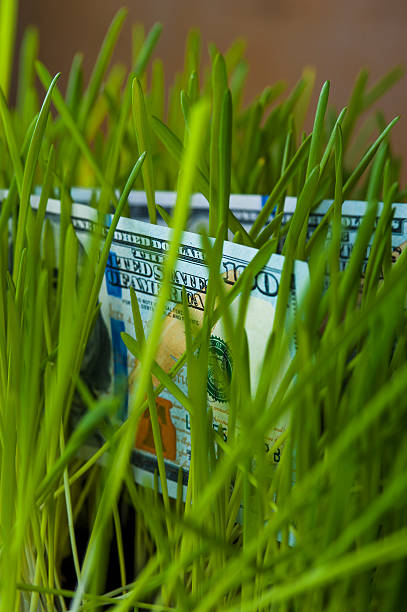 istock One hundred dollar bills in green grass 521801962