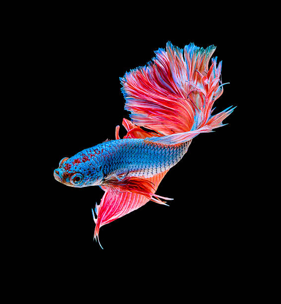 istock Capture the moving moment of blue siamese fighting fish isolate 521802036