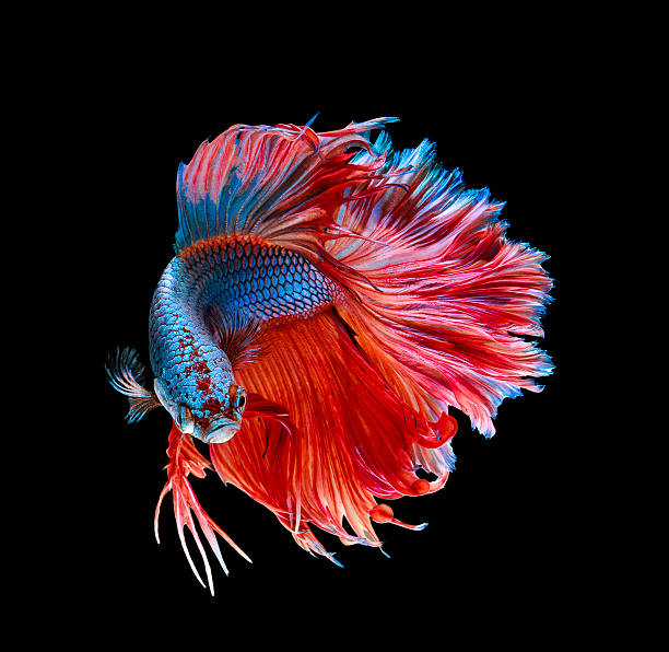 makro.battle fisch - fish siamese fighting fish multi colored tropical fresh water fish stock-fotos und bilder