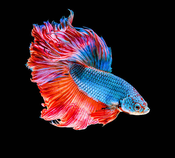 리틀 고기잡이 의 시아미스 사각의 고기잡이 - fish siamese fighting fish isolated multi colored 뉴스 사진 이미지