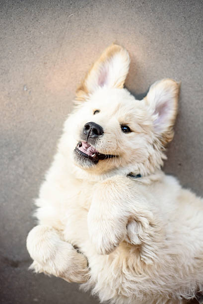 istock Golden Retriever Puppy laying on Back from above 521802236