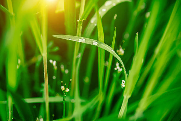 istock Water drops on a stalk of grass 521802596