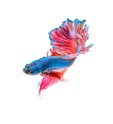 Siamese fighting fish isolated on white background