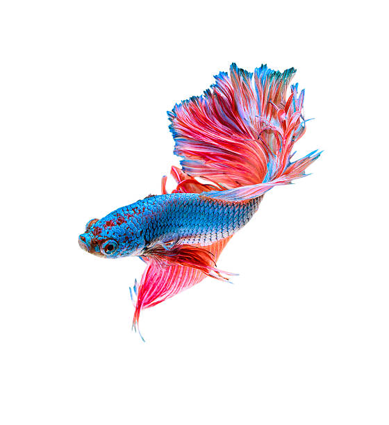 бойцовая рыбка изолированные - fish siamese fighting fish isolated multi colored стоковые фото и изображения