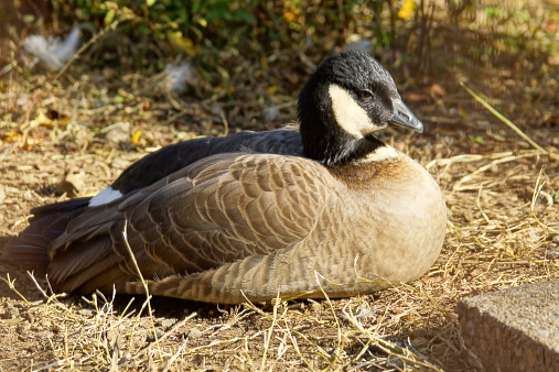 Name: Aleutian cackling goose 