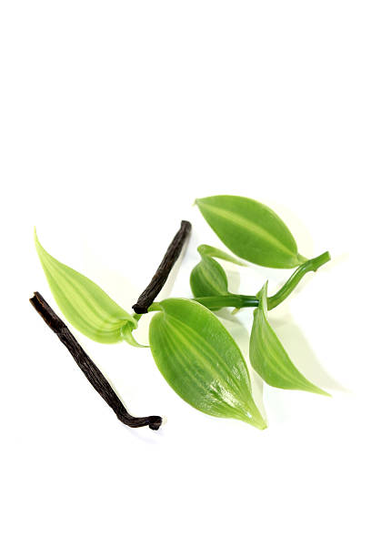 istock dark Vanilla sticks with green leaves 521802805
