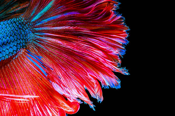 текстура хвост бойцовая рыбка - fish siamese fighting fish isolated multi colored стоковые фото и изображения