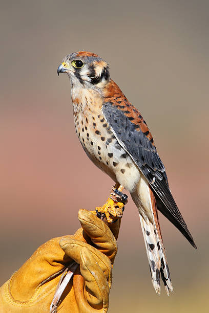 istock American kestrel sitting on falconer glove 521802935