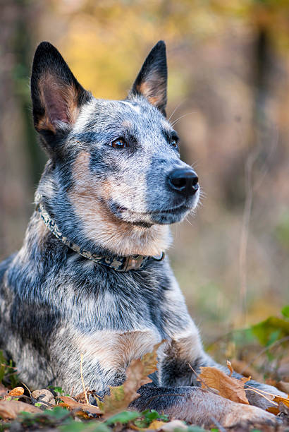 istock Fall portrait of Australian cattle dog 521803047