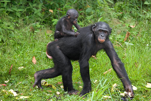 Female bonobo with a baby stock photo
