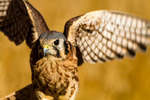 istock American Kestrel Falcon in Autumn Setting 521803171