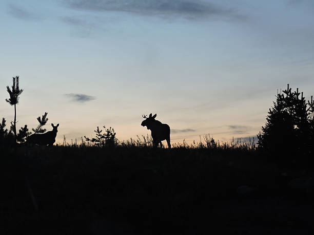 Elks family in Lapland